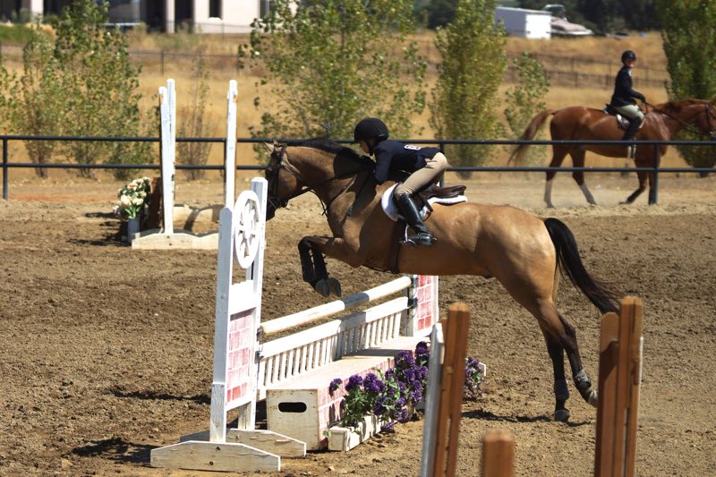 A rider and bay horse jumping a white fence
